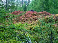 Dennoch kündet sich der Herbst mit seiner Farbenpracht an, und in der Ferne höre ich zwei Hirsche röhren. Einfach mystisch ... : Passo Sassello, Passo dei Sassi