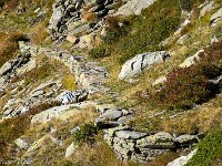 Vom Lago di Prato zieht ein gut ausgebauter Saumpfad zum Passo Sassello hoch. : Passo Sassello, Passo dei Sassi