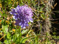 Trotz des schon fortgeschrittenen Jahres treffe ich unterwegs schöne Bergblumen an. : Passo Sassello, Passo dei Sassi