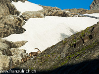 Auch die Steinböcke sind schon auf. : Piz Sardona