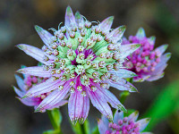 Wunderbare Blumen zieren die Landschaft. : Rautispitz, Wiggis