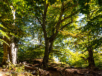 Sonnenschein, klare Luft und prächtige Herbstfarben: Was gibt es Schöneres, als die Wanderschuhe zu schnüren und in die Berge zu ziehen? An diesem prächtigen Montagmorgen im Oktober machen wir uns von Mergugno (Brissago) auf den Weg zum Rifugio Al Legn und weiter zum Gridone. : Capanna Al Legn, Gridone