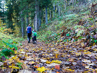 Herbstlaub säumt den Wanderweg : Rigi