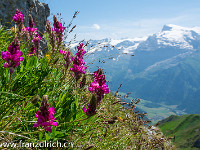 Titlis, der Hausberg von Engelberg. Wie lange kann er seine Eiskappe wohl noch halten? : Klettersteig Rigidalstock Engelberg 2015 mit Simon