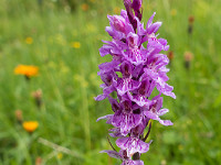 Ein Prachtsexemplar von einer Blume. Dank Regula weiss ich, dass es ein Knabenkraut ist. : Pilatus, Ruessiflue