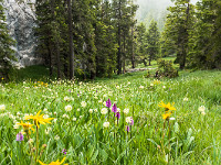 Die Ruessiflue am Pilatus bietet eine hübsche und teilweise messerscharfe Kletterei im 3. Grad. Pfadspuren führen eine schön blühende Wiese hoch zum Einstieg auf rund 1700 m. : Pilatus, Ruessiflue