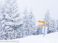 Schneeschuhtour auf die Haglere: Nachdem wir die ersten 300 Höhenmeter fast auf grüner Wiese bewältigten, herrscht ab der Alp Mittelgfäl tiefer Winter. : Schnee, Tanne, Wald, Wanderwegweiser, Winter, verschneit