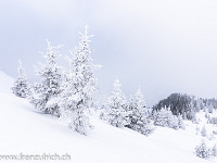 Fast wie im hohen Norden... : Schnee, Tanne, Wald, Winter, verschneit