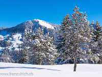 Anschliessend gibt's einen Skitag in Sörenberg. Im Bild die Haglere - diesmal bei Sonnenschein. : Berg, Haglere, Schnee, Tannen, Winter, verschneit