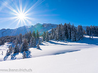 Prächtiges Winterwetter mit dem Brienzer Rothorn. : Berg, Brienzer Rothorn, Gegenlicht, Schnee, Sonne, Tannen, Winter, verschneit