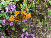 Auch viele Schmetterlinge erfreuen sich an den wohlriechenden und farbenprächtigen Blumen.  Nur fliegen sie ziemlich hektisch von Blüte zu Blüte, so dass es nicht einfach ist, sie mit der Kamera einzufangen. Das Exemplar im Bild könnte ein Hochmoor-Perlmutterfalter sein. : Schmetterling, orange
