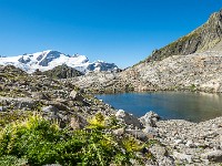 Namenloses Seelein auf dem Rückweg zum Sustenpass. : Sustenlochspitz