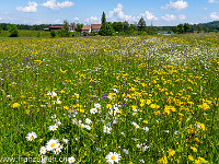 Wunderbare Wiesen zieren unseren Weg. Mir fällt auf, dass im Aargau die Wiesen viel bunter sind als im Luzernischen. : Blumenwiese, Wildblumen