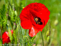 Mohnblumen. : Mohn, Mohnblüte