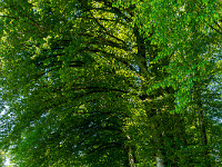 Ein Waldrand wie aus dem Bilderbuch. : Bäume, Waldrand