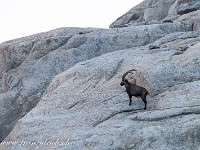 Um etwa 5 Uhr in der Früh starten wir. Die Steinböcke sind auch schon auf. : Tieralplistock