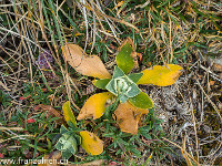 Schöne Pflanzen in herbstlichen Farben zieren unseren Aufstieg. : Pilatus Tomlishorn Südgrat