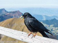 Auf dem Gipfel warten schon die Dohlen auf ihr z'Mittag. : Pilatus Tomlishorn Südgrat