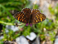 Ich habe schon lange nicht mehr so viele, verschiedene Schmetterlinge gesehen, wie hier im Val Frisal. Im Bild ein Scheckenfalter. : Val Frisal