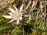 ... wo an einer Stelle erhabene Edelweisse wachsen. : Via Alta Verzasca 2025