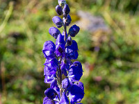 Blauer Eisenhut. : Unterschächen, Wannelen, Wäspensee