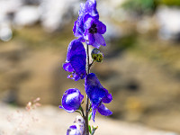 Blauer Eisenhut. : Walenpfad