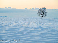 Ein herrlicher Sonntagmorgen, 3. Dezember 2023: Von Freitag auf Samstag hat es bei uns in Hohenrain rund 35 cm Schnee gegeben. Grund genug, die neue Nikon Z6 II mit dem 24-120 mm Objektiv auszuprobieren. In klirrender Kälte marschiere ich los, die Sonne versteckt sich noch hinter dem Horizont. : Winter Hohenrain