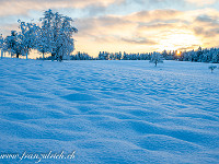 Sonnenaufgang beim Tannwald in Hohenrain. : Winter Hohenrain