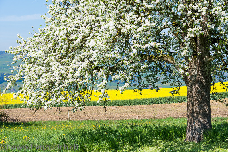 Frühling