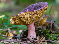 Wie dieser Pilz wohl heisst? : Herbst, Pilze