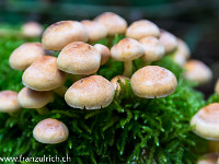 Es herbstet - und die Wälder sind voller Pilze! : Herbst, Pilze