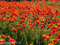 Getreidefeld mit Mohn : Getreidefeld, Mohnfeld, Seetal