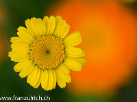 Blumenpracht : Blumen