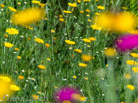 Blumenwiese : Blume Blumenwiese Wiese