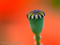 Verblühter Mohn : Blume