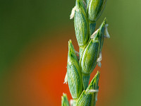 Ähre vor einer Mohnblume : Blume