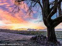 Bald geht die Sonne hinter der Rigi auf... : Birnbaum, Hohenrain, Morgenhimmel, Morgensonne, Oberebersol