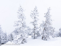 Tief verschneite Tannen auf dem Weg zur Haglere. : Schnee, Tanne, Wald, Winter, verschneit