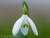 Schneeglöckchen