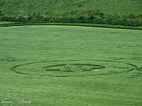 Das Korn ist noch jung und voll im Wachstum. : Kornkreis Warminster Wiltshire