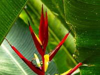 20191130 1201-Machu Picchu 800 FU0 0087 : Machu Picchu