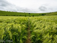 2025-06-05 UK2025 800 FUL1546 : Kornkreis Warminster Wiltshire