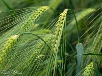 2025-06-05 UK2025 800 FUL1547 : Kornkreis Warminster Wiltshire