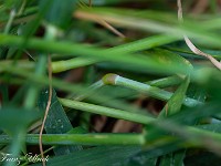 2025-06-05 UK2025 800 FUL1549 : Kornkreis Warminster Wiltshire