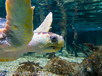 Besuch im Oceanarium in Bournemouth : Schottland England 2015