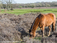 Die New Forest-Ponys bilden eine eigene Rasse,... : Schottland England 2015