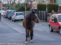 ... welche mehr Freiheiten geniesst als anderswo: Das friedliche Zusammenleben von Mensch und Tier ist nirgendwo so gut sichtbar, wie hier. Die Ponys haben selbstverständlich Vortritt : Schottland England 2015