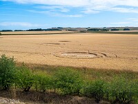 Kornkreis bei Avebury. : England 2026