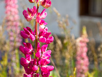 Lupinenfeld beim Tiefenbach, Furka. : Grimsel-Gletsch-Furka