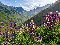 Blick zum Furkapass. : Grimsel-Gletsch-Furka